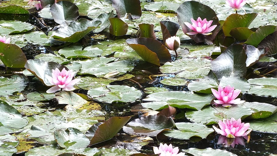 waterlilies, pond, nature, flower, flowering plant, water, leaf, water lily, plant, beauty in nature