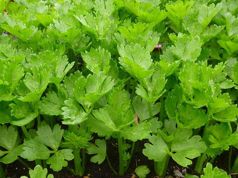 green leaves, celery, green, vegetable, agriculture, leaf, nature, food, organic, freshness