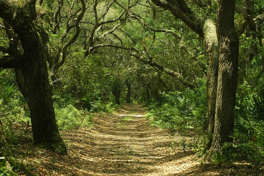 pathway, tall, trees, forest, path, little greyfield trail, cumberland island national seashore, georgia, usa, outdoors