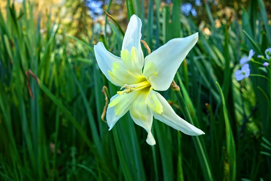 blanco, amarillo, flor, estrella de Belén, planta, florecer, flor blanca,  flor de primavera, mayo, junio | Pxfuel