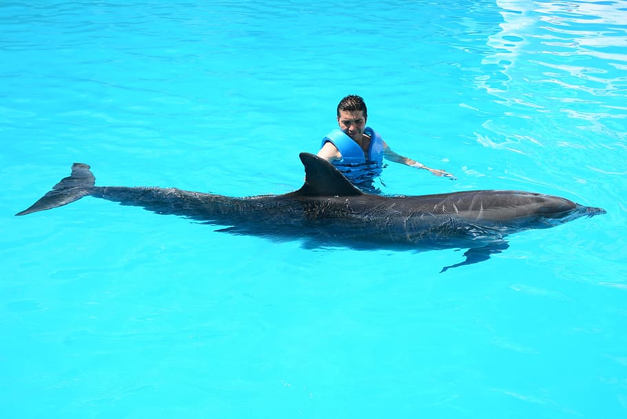 Dolphins, Marine Life, Fish, Water, fish in water, oceanic, mammals, show, dolphinarium, full length
