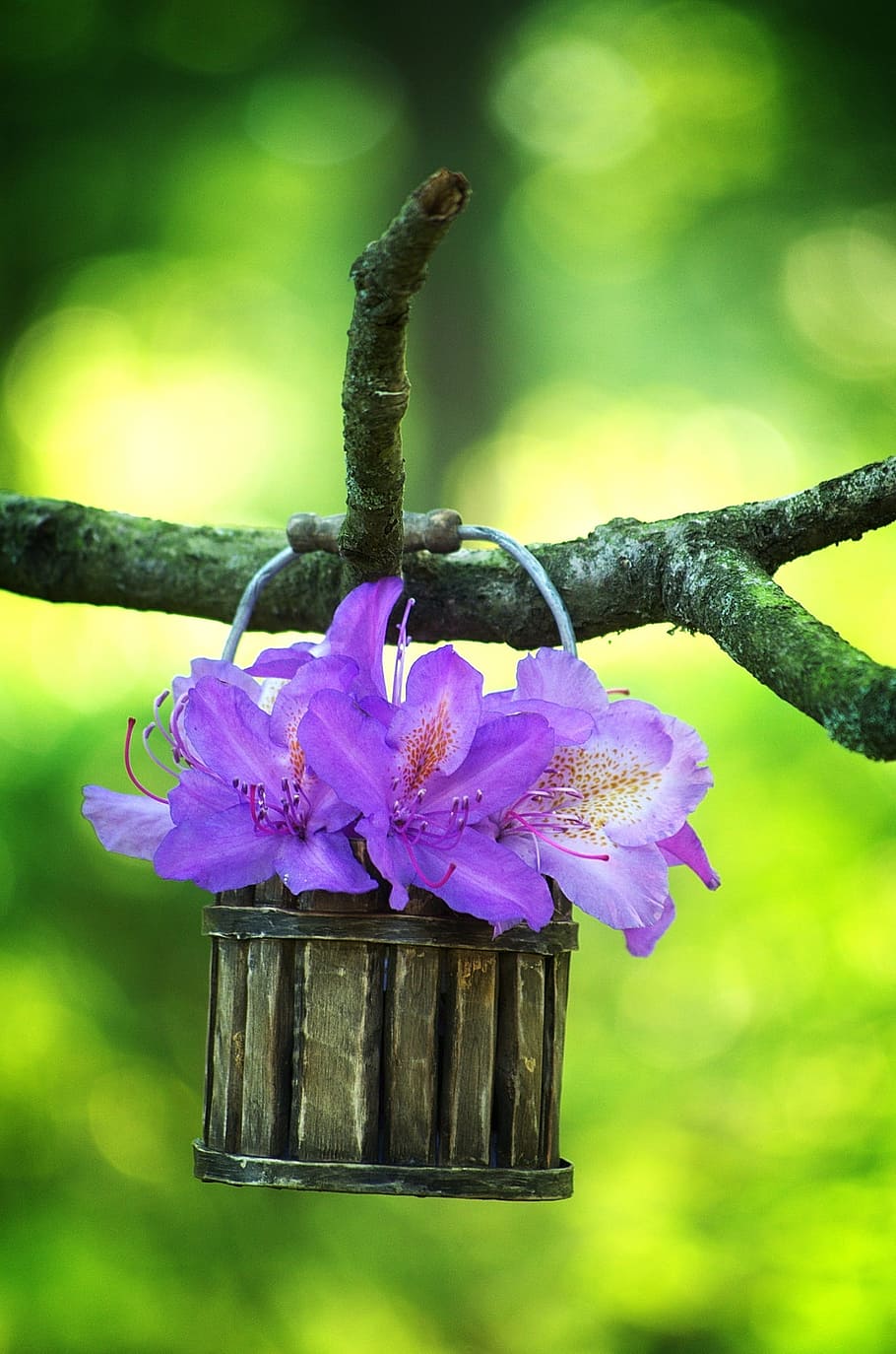 purple, azalea flower, inside, bucket, hanging, branch, rhododendron, blossom, bloom, spring