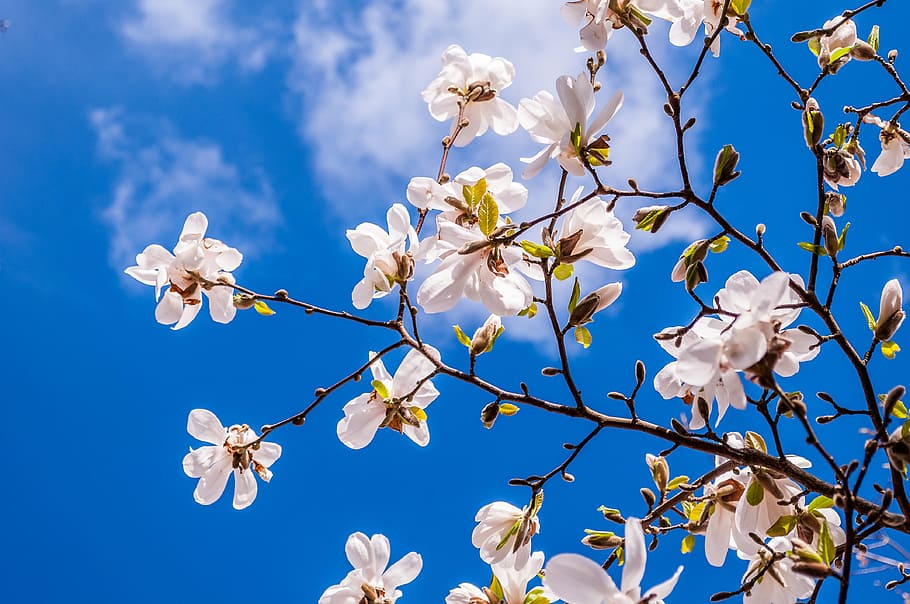 blanco, flor de magnolia fotografía de ángulo bajo, magnolia, flores, primavera, brote, árbol, rosa, floración completa, frühlingsblüher
