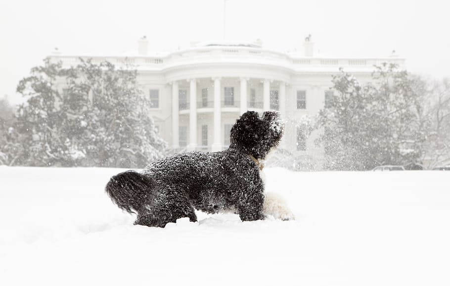 revestido de encaracolado, branco, cachorro, neve, durante o dia, casa branca, cão de água português, bo, obama, animal de estimação
