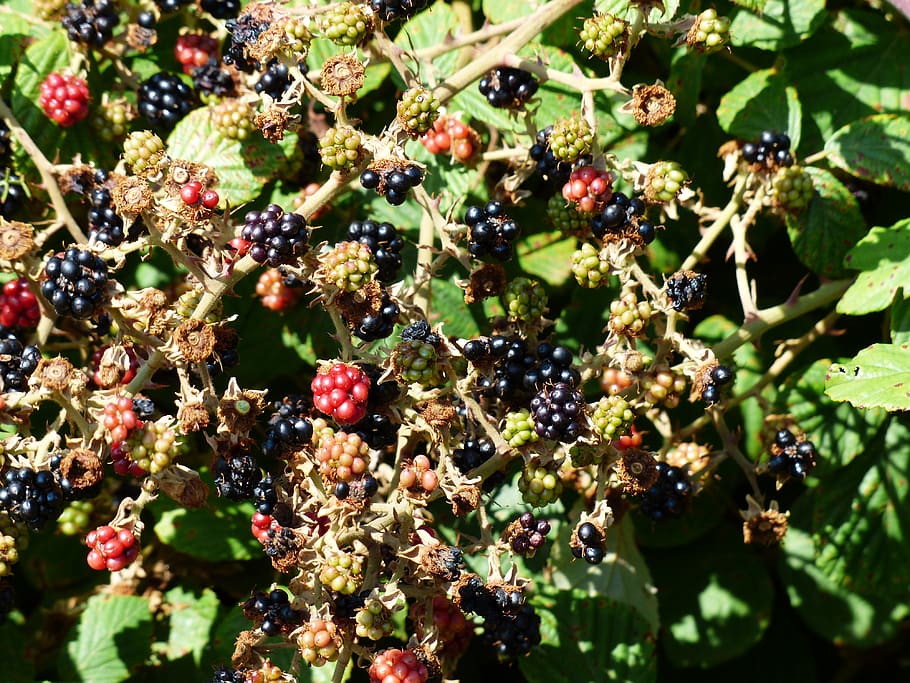 blackberries, rubus sectio rubus, berries, fruits, edible, tasty, rubus, spiny, wild growth, bushy