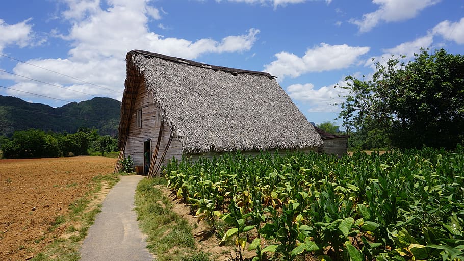 brown, house, crops, Cuba, Vinales, Plantation, Tobacco, cigar, agriculture, field