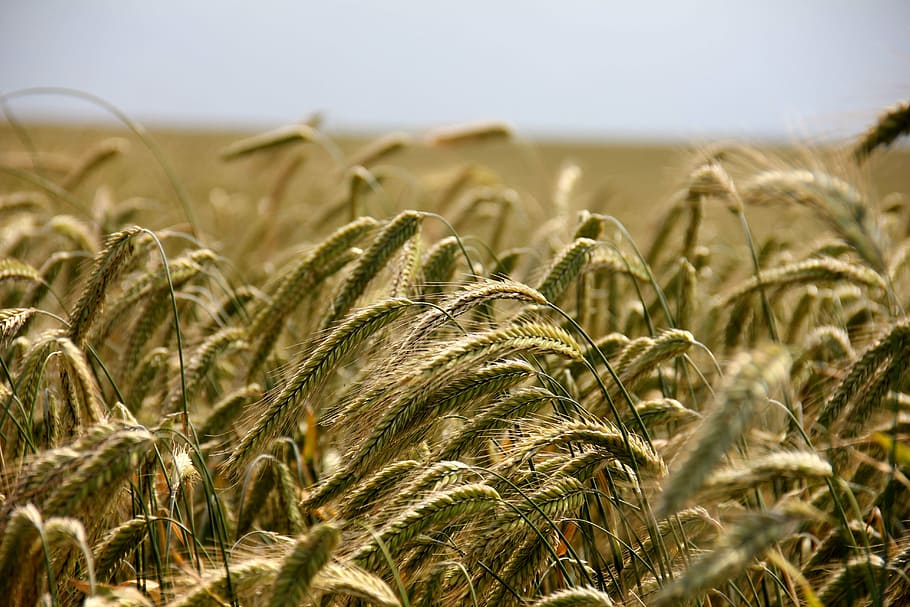 campo de hierba verde, campo, cereales, centeno, agricultura, campo de centeno, arable, trigo, naturaleza, rural Escena