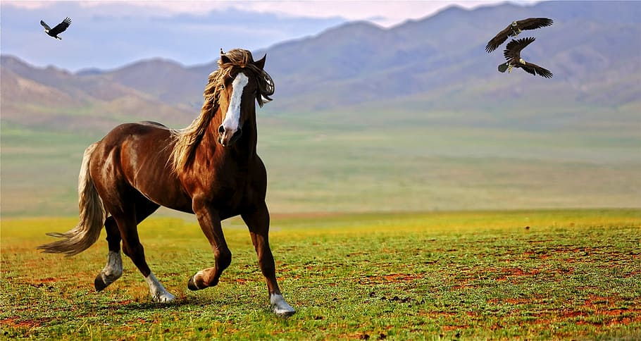 running, horse, daytime, prairie, steppes, mountains, vegetation, nature, birds, fly