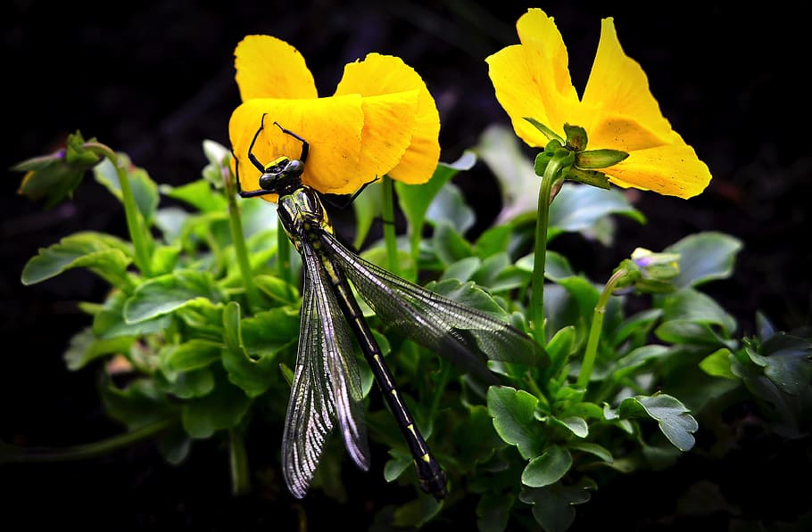 negro, libélula, sorbiendo, amarillo, flor de pétalos, néctar, alas, flores, planta, jardín