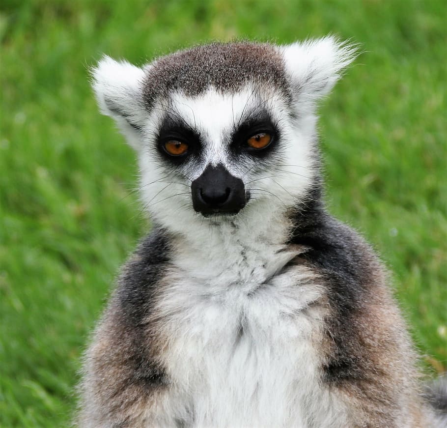 白 茶色 コアラ キツネザル マダガスカル サル 肖像画 野生動物 動物 自然 Pxfuel