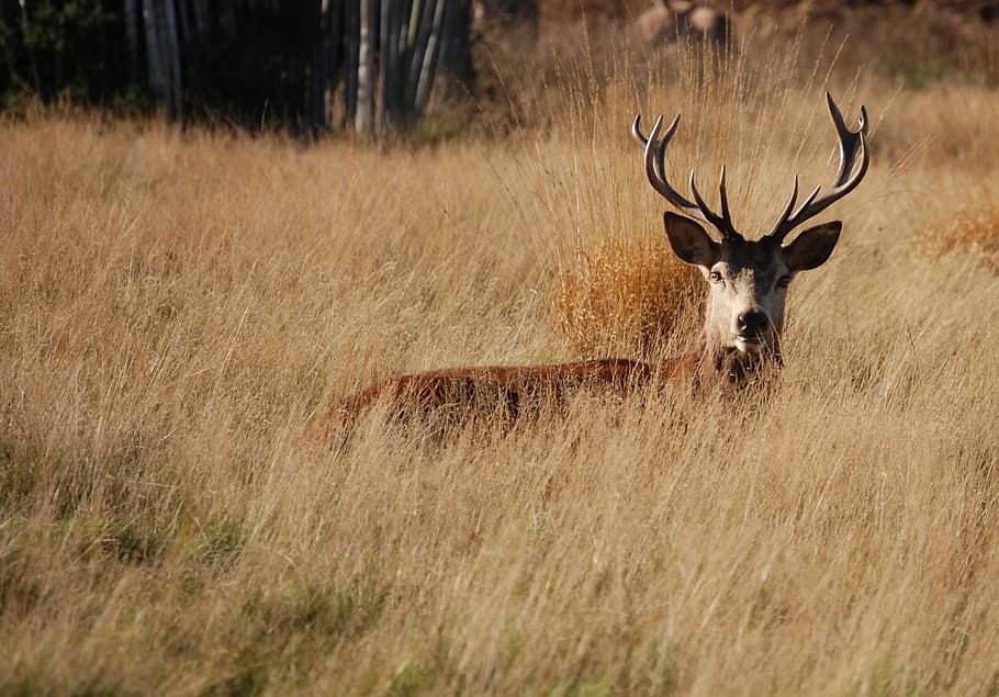 brown, reindeer, grass field, red deer, stag, cervus elaphus, richmond park, wildlife, antlers, animal themes