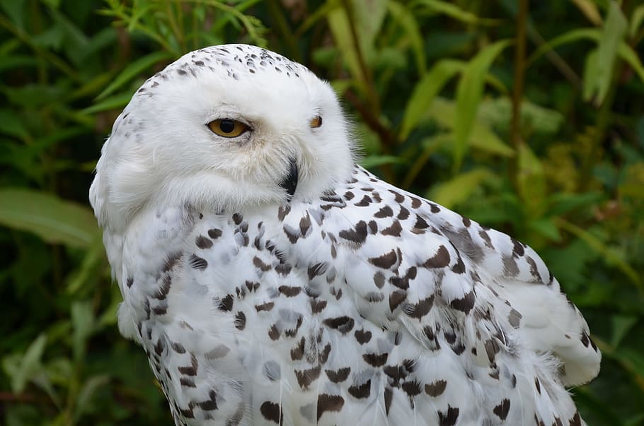 白 フクロウ 選択的 フォーカス写真 シロフクロウ 鳥 鷹狩り 猛禽 動物 自然 Pxfuel