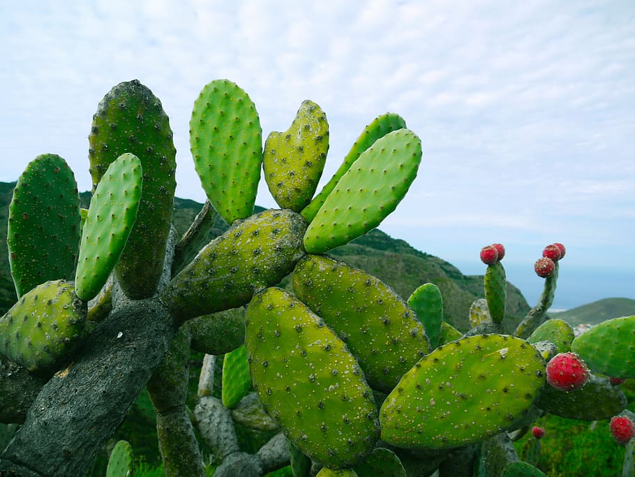 green, cacti, white, cloudy, sky, daytime, prickly pear, opuntia, succulent, members