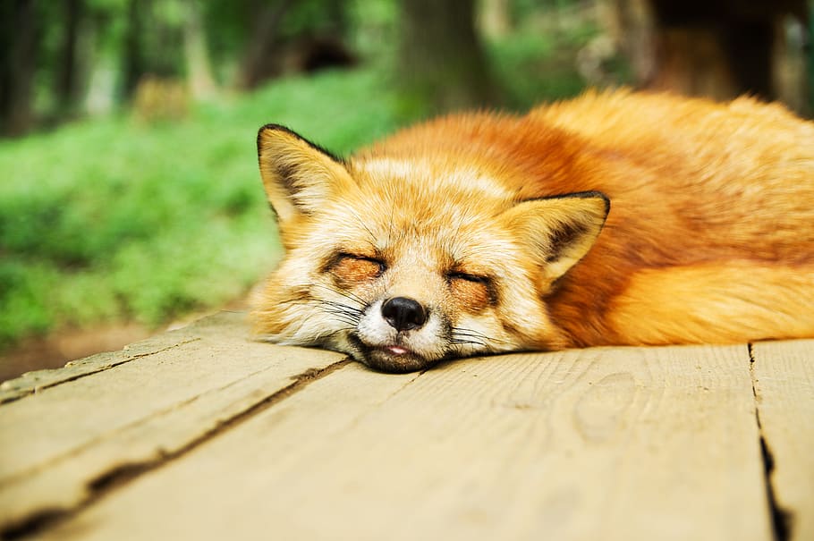orange, fox, lying, brown, wooden, table, animal, cute, sleeping, sleep