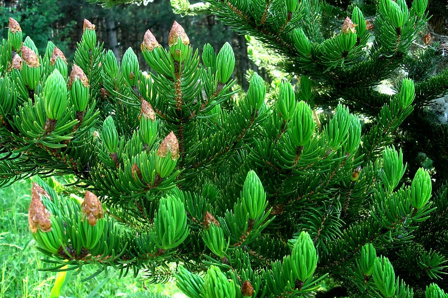 tree-evergreen-nature-needle-cones-spruce.jpg