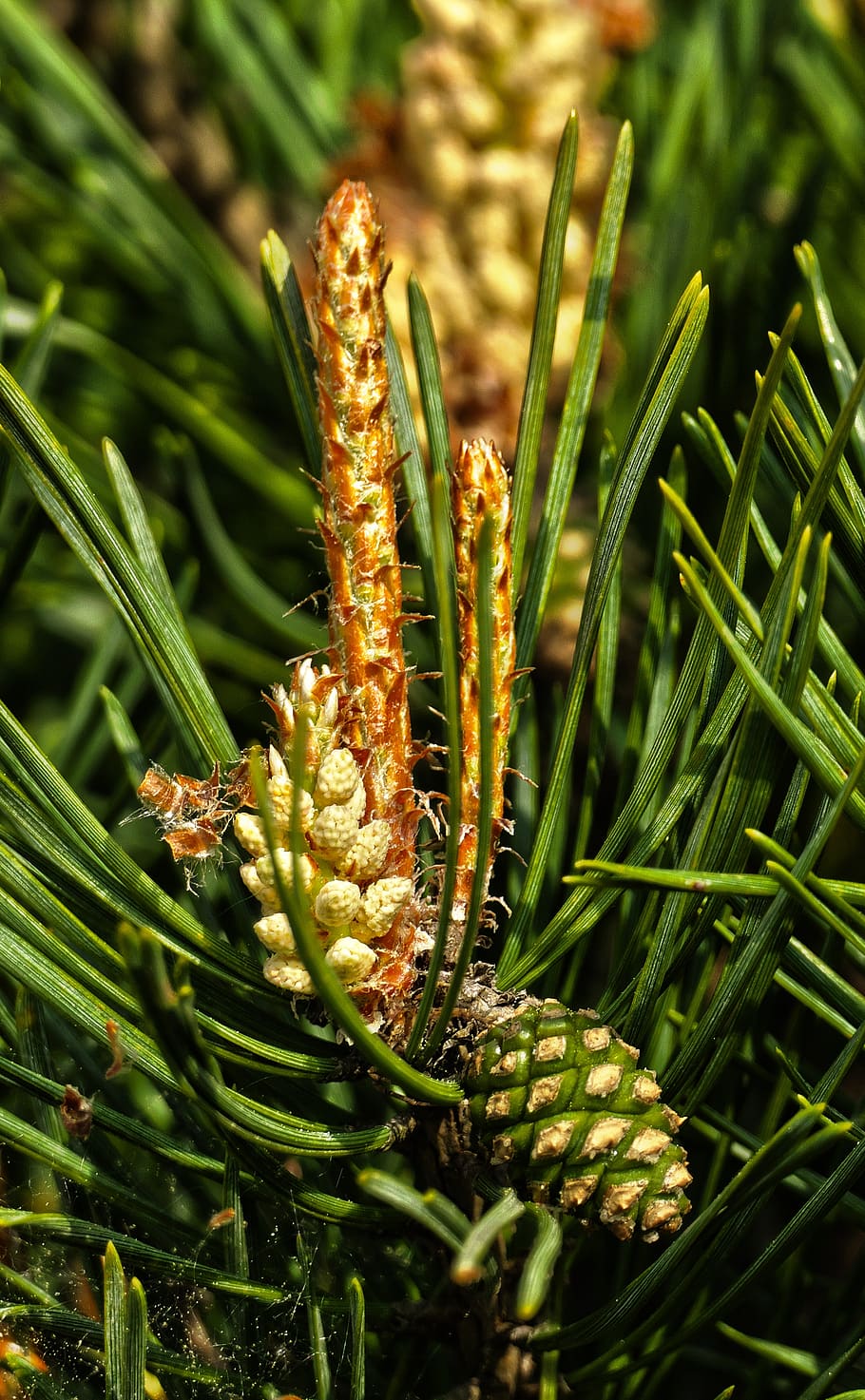 forest pine, blossom, bloom, needle, spring, tap, pine, pinus sylvestris, scotch pine, white pine