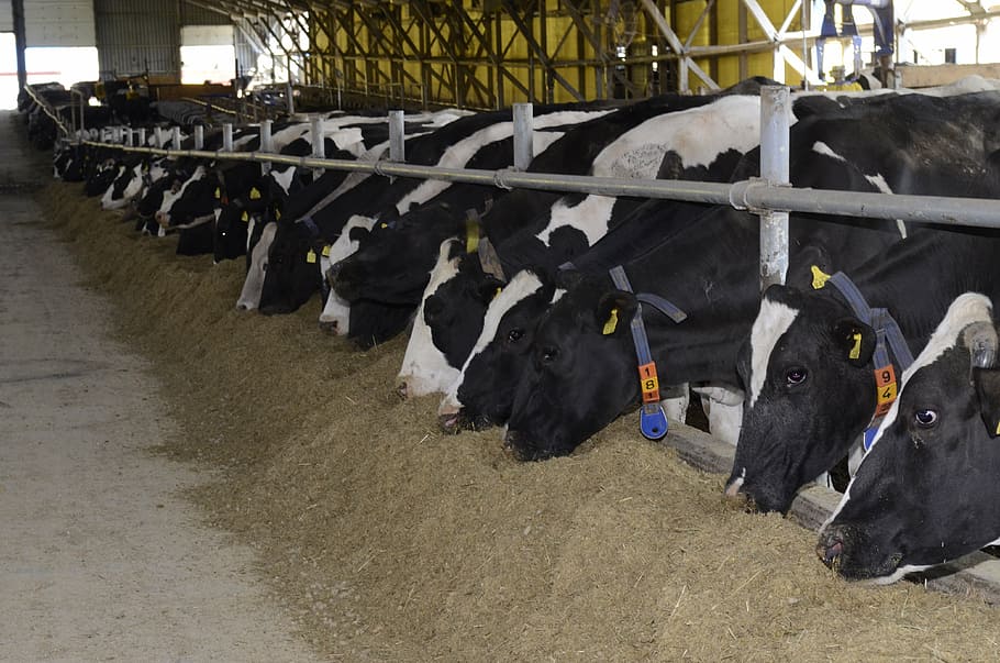 cows, farm, ag, milk, eating, straw, domestic, animal, domestic animals, pets