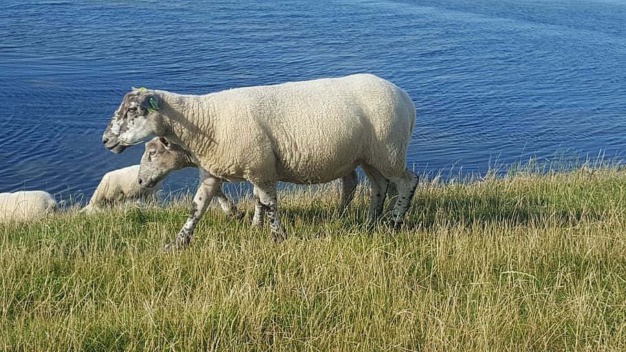 sheep, north sea, grass, water, dike, meadow, agriculture, nordfriesland, idyll, nature