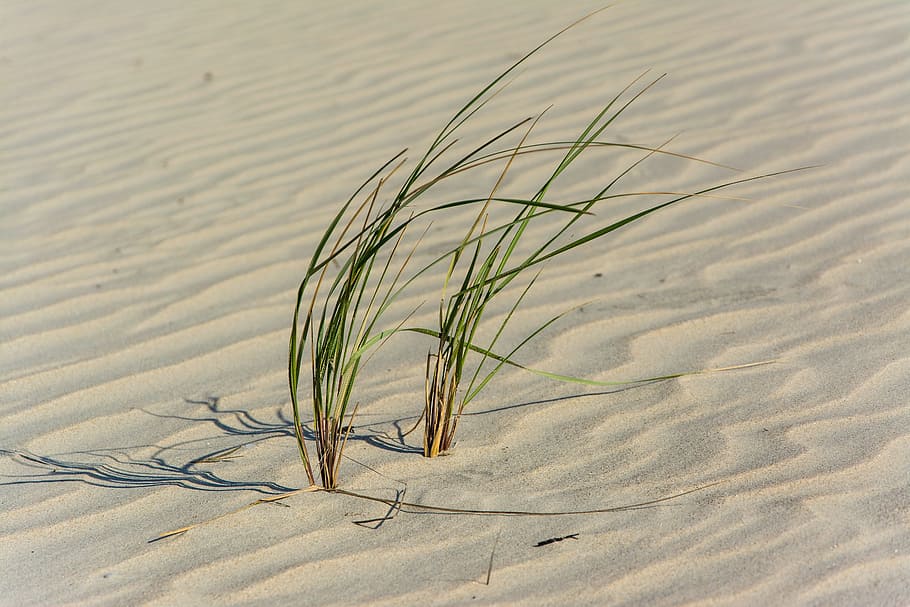 nature, desert, sand, grass, sway, patterns, squiggly, land, plant, sunlight