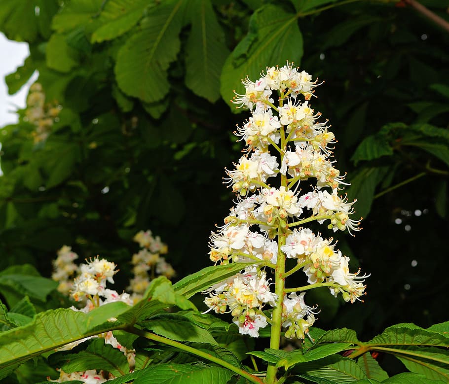 chestnut blossom, common buckeye, inflorescence, aesculus hippocastanum, light, leaves, flowering plant, flower, plant, vulnerability