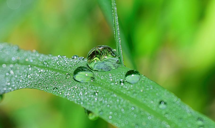 nature, drops, plant, green, rain, water, leaves, grass, wet, natura