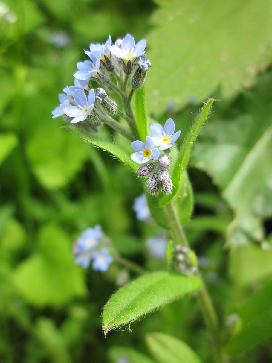 myosotis arvensis, field forget-me-not, forget-me-not, wildflower, flora, botany, plant, blooming, macro, species