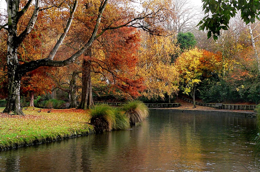 Hagley Park, Selandia Baru, pohon, di samping, sungai, siang hari, tanaman, musim gugur, air, perubahan