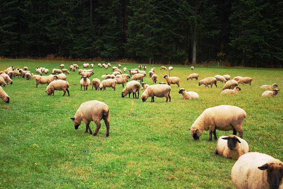 緑, フィールド, 昼間, 羊, 群れ, 子羊, 農場, 牧草地, 農業, 家畜