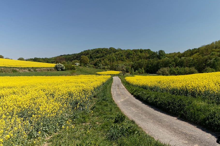 oilseed rape, landscape, rape blossom, away, plant, yellow, beauty in nature, sky, growth, tranquility
