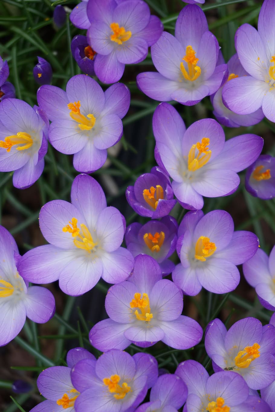 自然 閉じる 紫色の花 花 クロッカス クロッカスの花 花びら 成長 植物 屋外 Pxfuel