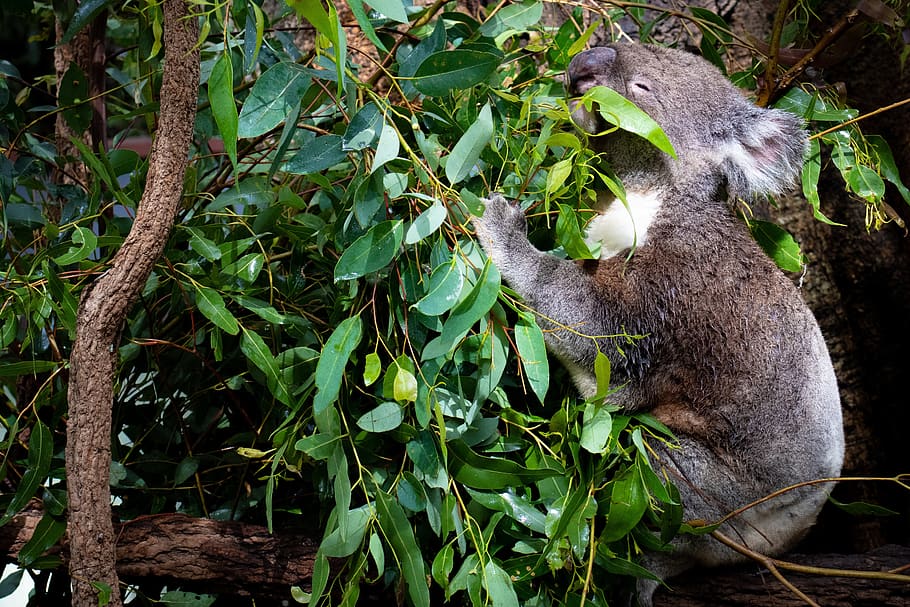 koala, australia, cute, nature, wildlife, bear, tree, sleep, marsupial, baby