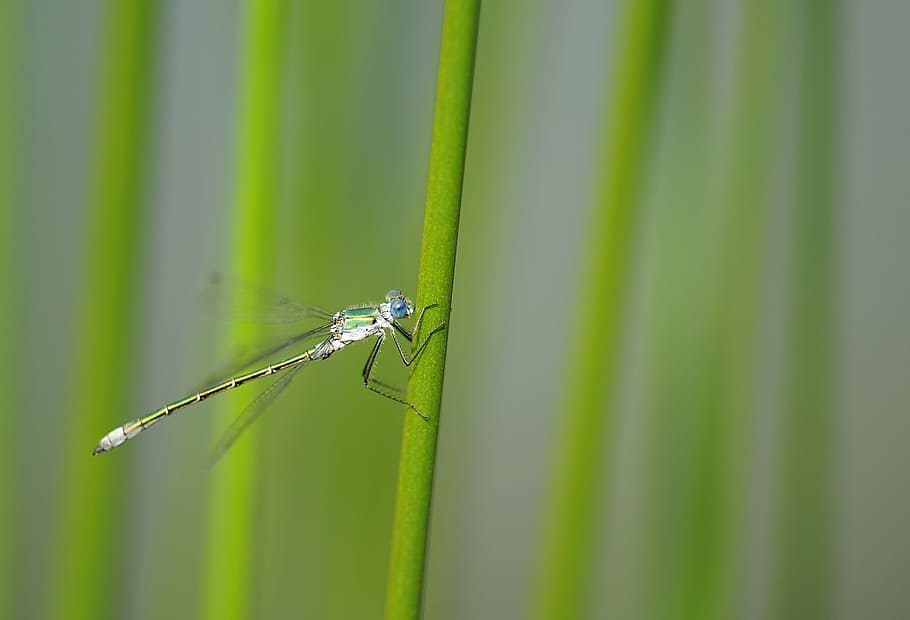 dragonfly, insect, nature, pond bridesmaid, reed, water, pond, animal, wildlife, close-up