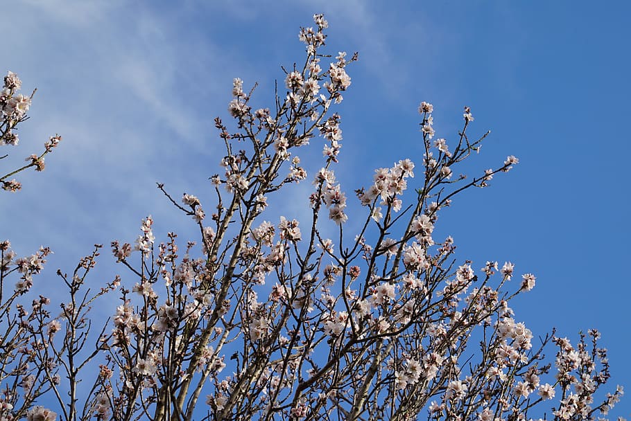 almond tree, winter, adelaide, botanical, blossom, flowering, sky, plant, low angle view, growth