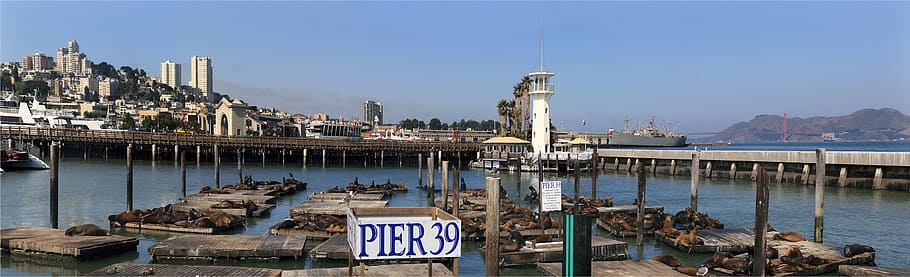 pier 36 signage, daytime, sea lions, california, harbor, san francisco, pier 39, docks, marine, panorama