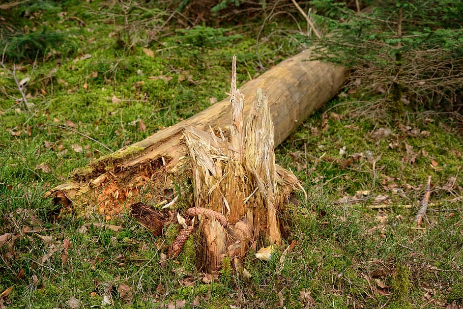 部族, 木の切り株, 嵐, 損傷, 木, 森林, 自然, 木材, 壊れた, ウォルドステルベン