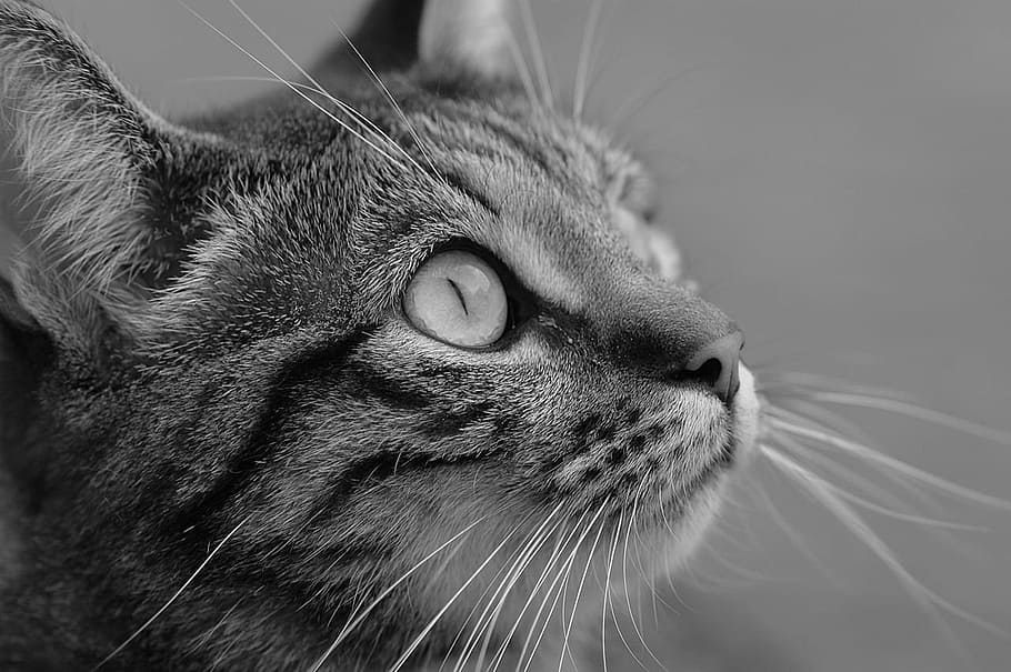 grey, scale, silver, tabby, cat photography, grey scale, silver tabby, tabby cat, photography, cat