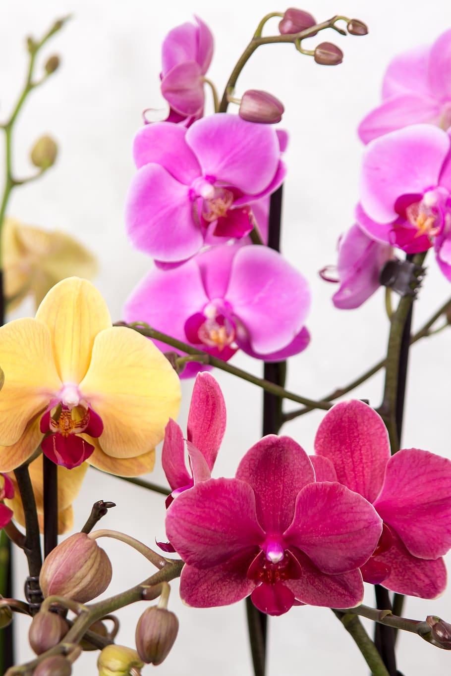 orquídea, phalaenopsis, orquídea mariposa, tropical, rosa, flor, floración, blanco, reina de las flores, macro