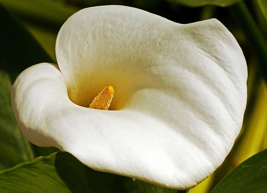 cala, flor, floración, embudo, planta de interior, mediterráneo, blanco,  cala común, inflorescencia, color blanco | Pxfuel