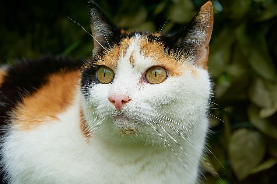 calico cat, cat, lucky cat, close, attention, tricolor cat, she-cat, european shorthair, sitting, beautiful
