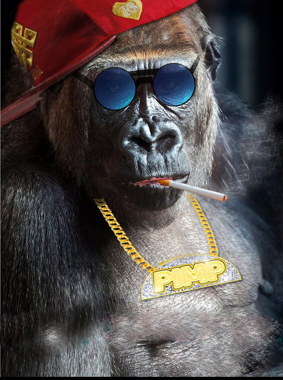 macaco, frio, estresse, cigarro, sentar, óculos de sol, boné, primata, humor, fumaça - estrutura física