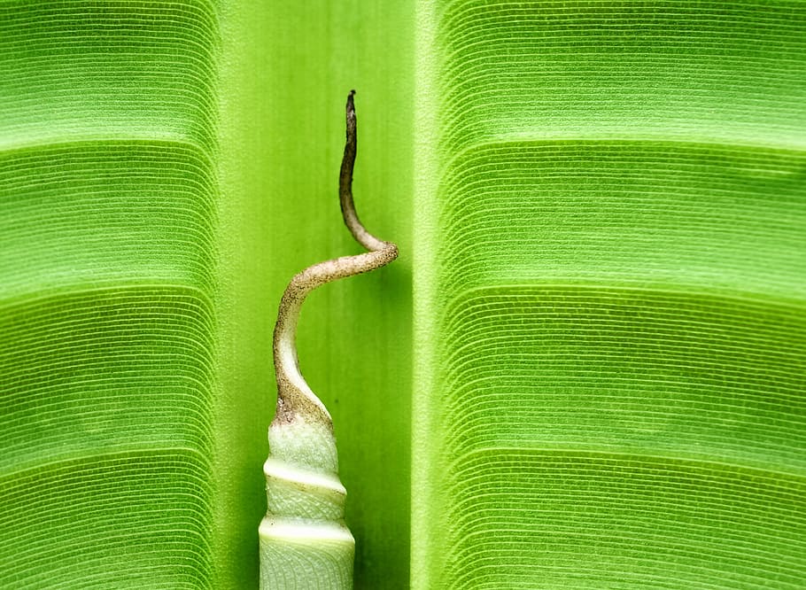verde, fotografia de close-up, Banana, Folha, Folha de bananeira, Arbusto, macro, jovem, motor, cor verde