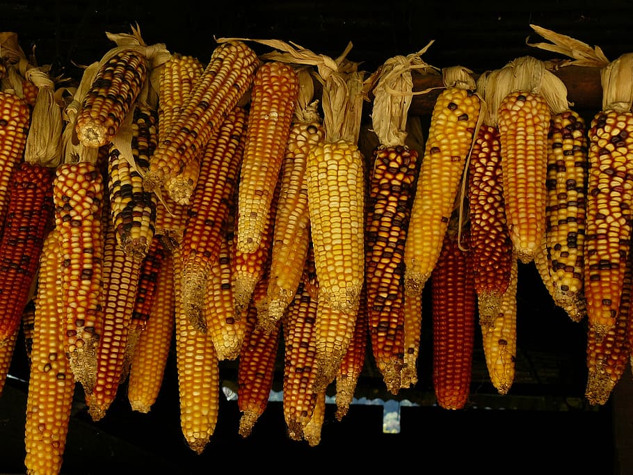 mazorcas de maíz a la parrilla, paquete, colgantes, maduros, callos, comida, cultivo, cosecha, maíz, granos