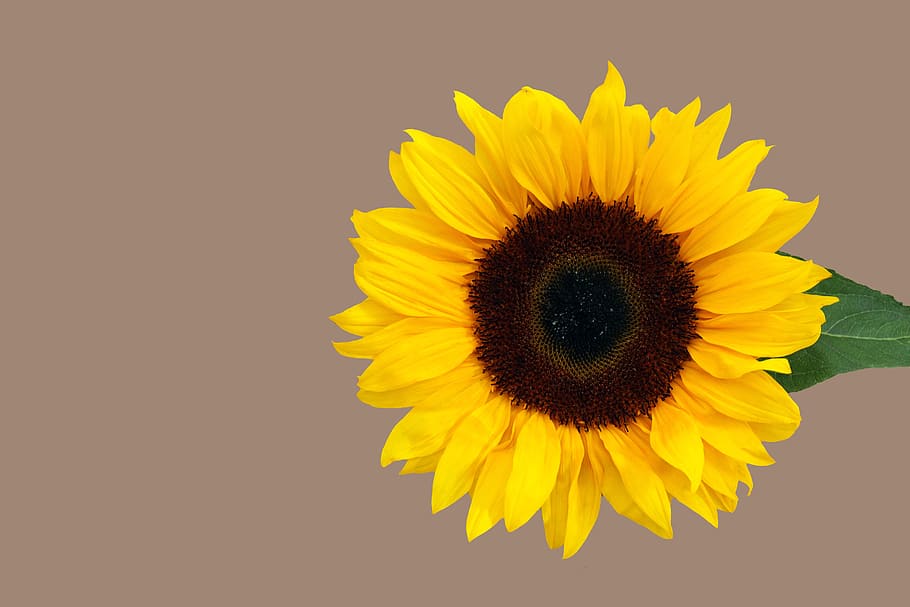 bunga matahari, akhir musim panas, bunga, mekar, berkembang, menanam, cerah, Latar Belakang, kuning, bunga matahari mekar