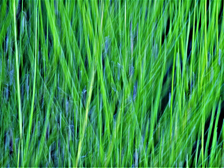 テクスチャ 植物 緑 緑の色 背景 フルフレーム 草 自然 成長 フィールド Pxfuel