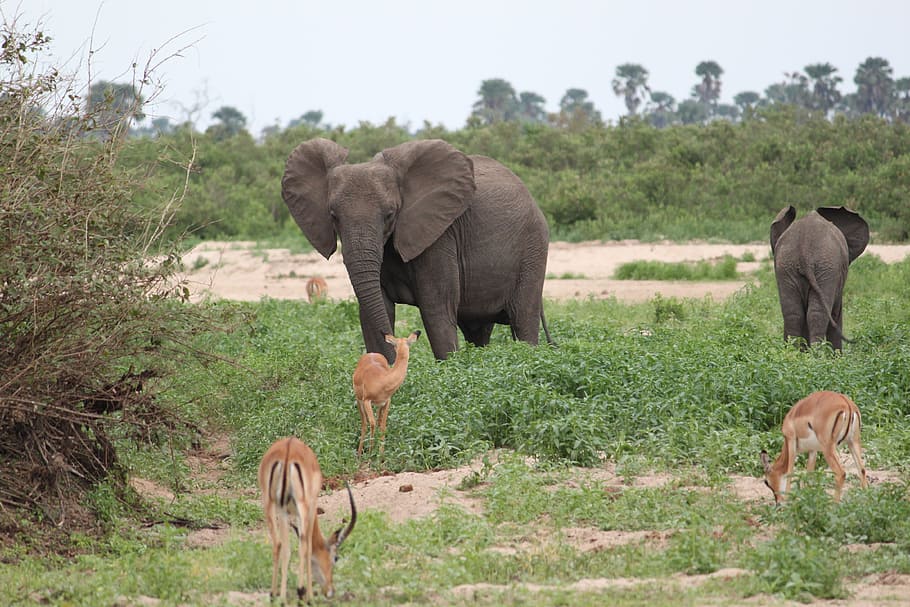 Elephant, Safari, Africa, seringeti, kenya, tanzania, reserve, animal, wildlife, safari Animals