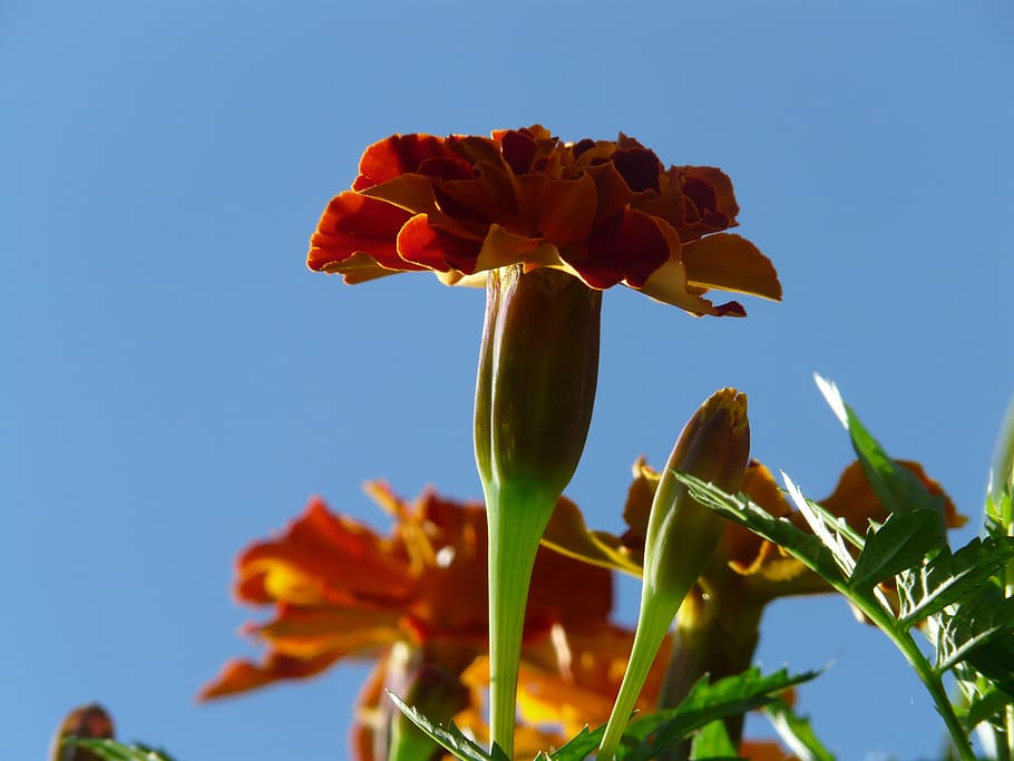Marigold, Marigolds, Turkish, Carnation, turkish carnation, dead flower, summer flower, balcony flower, balcony plant, plant