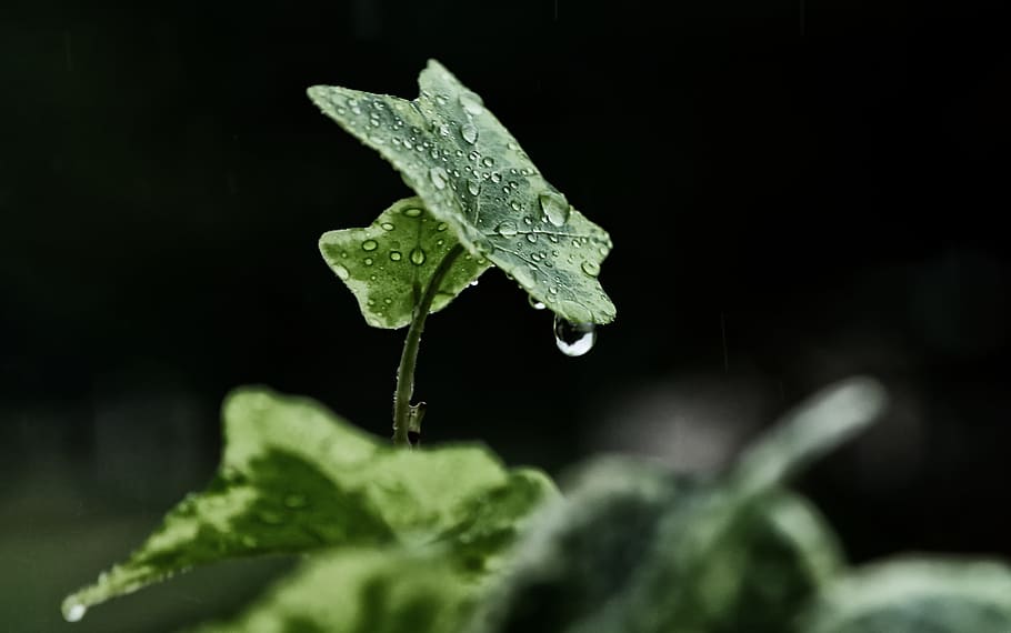 morning dew, green, leaf, rain, winters, nature, ivy, tree leaf, plant, fall