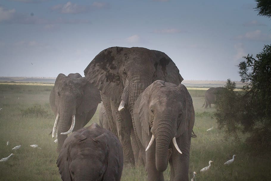 manada, elefante, para caminar, árbol, manada de elefantes, parque nacional, kenia, áfrica, elefante africano de sabana, cinco grandes