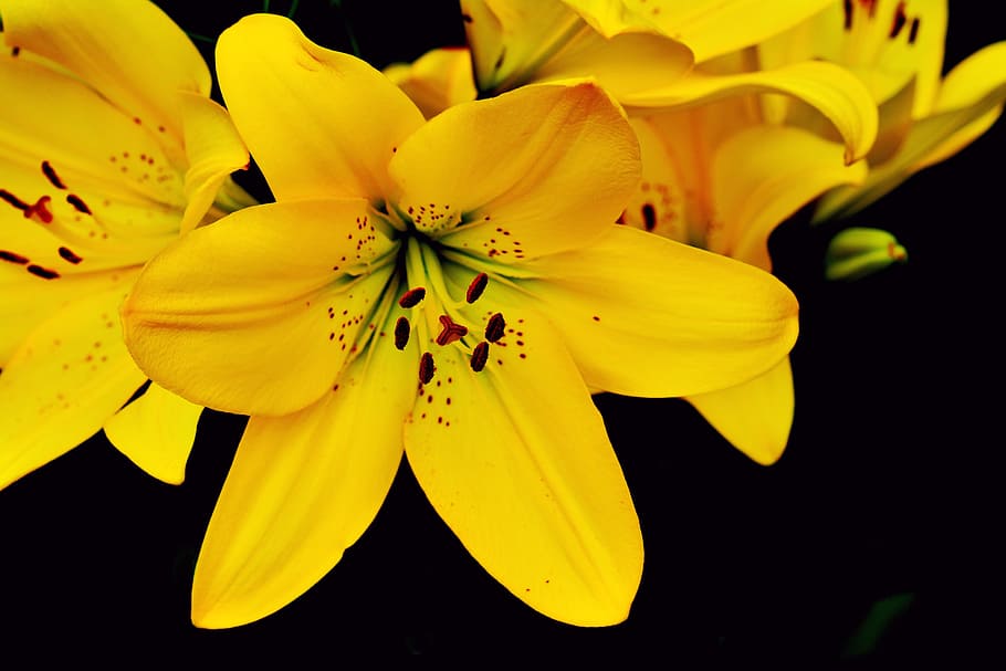 노랑, 꽃잎이 달린 꽃, 근접 촬영, 사진, 노란 백합, 나리 속, 꽃, 백합, 정원, 꽃 스탬프