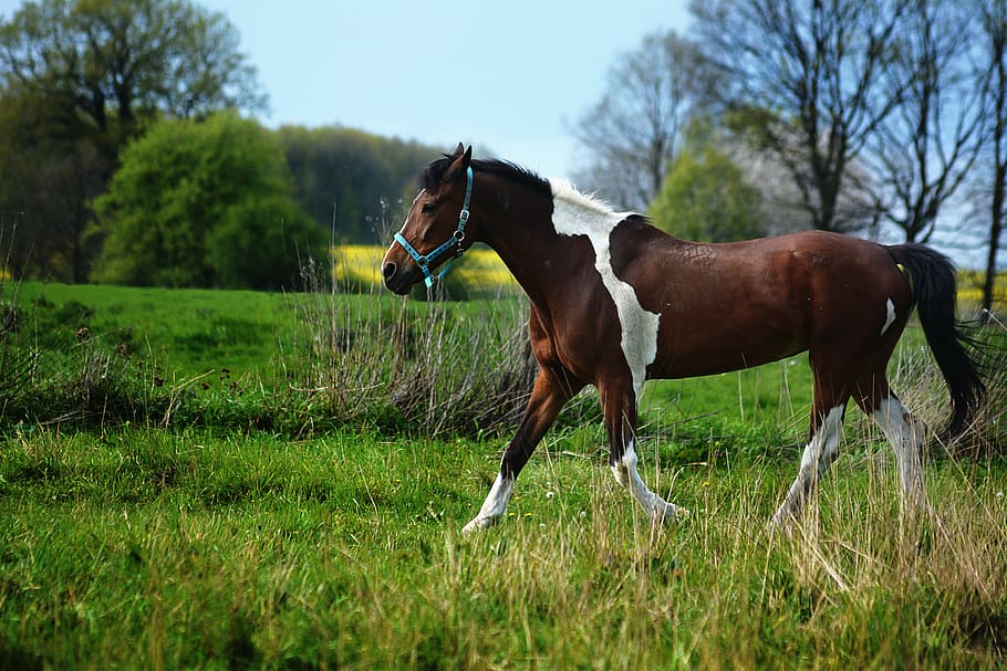 Horse, Konik, Colorful, Pattern, the horse, colorful pattern, brown horse, pasture land, walking, animal